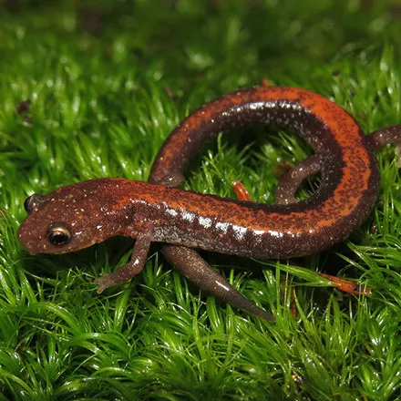 A salamander