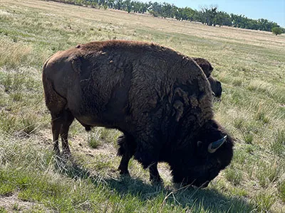 buffalo 