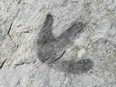 Dinosaur Foot Print